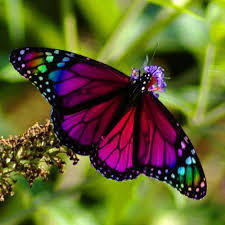 butterflies