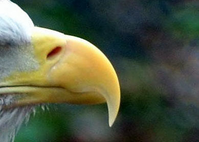 BEAK