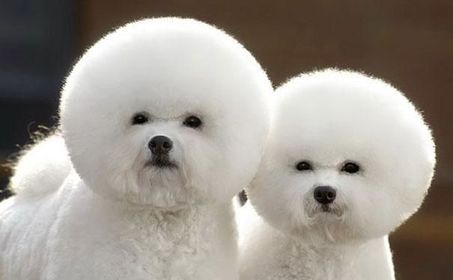 FURRY