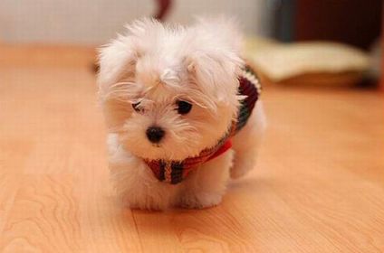 TINY