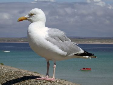 SEAGULLS