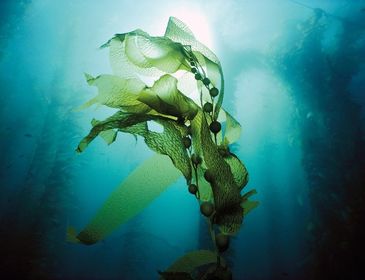 SEAWEED