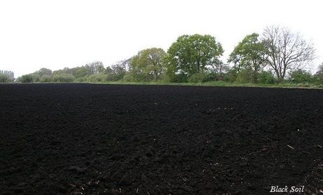 Alluvial Soil is the most fertile soil found in India.