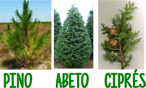 Plantas con semillas, Células y Seres Vivos