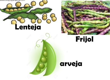 Ejemplos Plantas Docotiledóneas