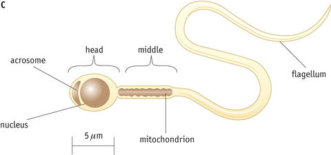 Draw a labelled diagram of a sperm cell.