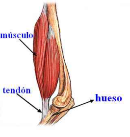 Un producto debe proporcionar una posición neutra en las articulaciones del usuario
