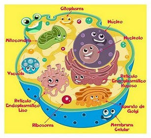 ¿Para que sirve la célula? RTA: la célula animal es aquella célula con núcleo que no es capas de producir su propio alimento como sucede ...