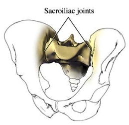 Art. Sacro-Iliaca Die gelenkige Verbindung zwischen dem Os ilium (Darmbein) und dem Os sacrum. Wird durch Ligg. Sacro Iliaca Anteriora, p...