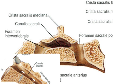 Canalis Ossis Sacri