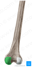 Condylus Medialis Femoris
