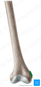 Epicondylus Medialis Femoris