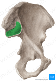 Facies Auricularis