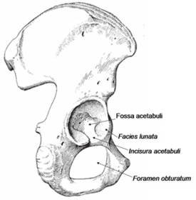 Facies Lunata