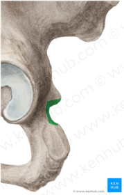 Incisura Ischiadica Minor