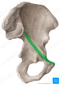 Linea Arcuata