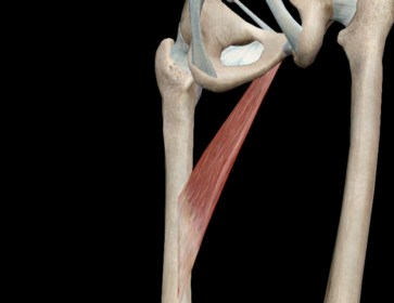 M. Adductor Longus