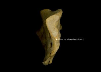 Pars Lateralis