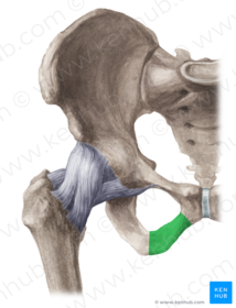 Ramus inferior ossis pubis
