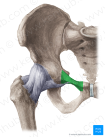 Ramus superior ossis pubis