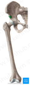 Spina Iliaca anterior inferior