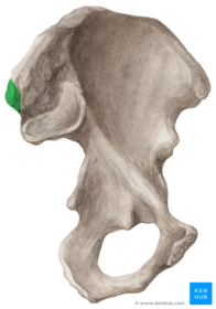 spina iliaca posterior superior
