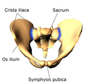symphysis pubica
