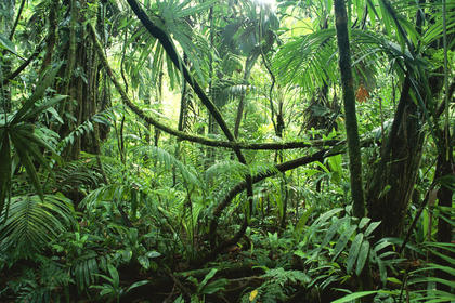 jungle