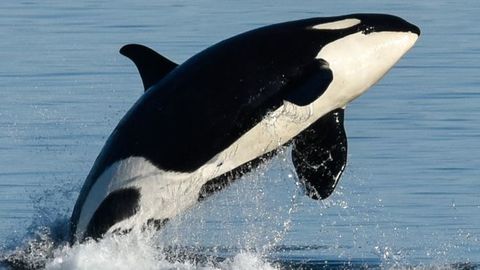 whale