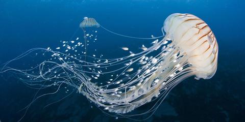 jellyfish