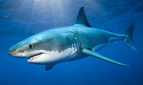shark