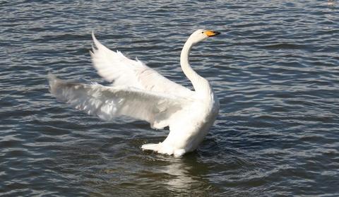flapping
