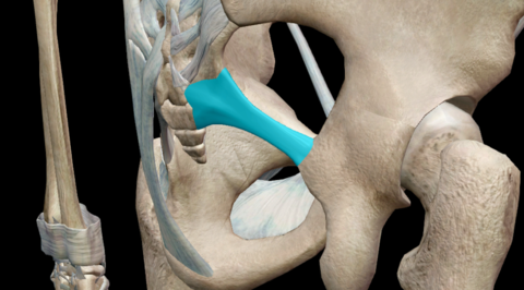 Lig. Sacrospinale U: lateraler Rand des Os sacrum A: Spina ischiadica Verhindert Rotation