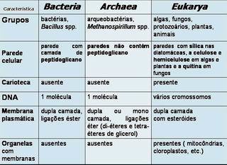DIFERENCIAS DE EUBACTERIAS Y ARQUEOBACTERIAS