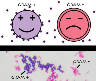 BACTERIAS Y EUBACTERIAS