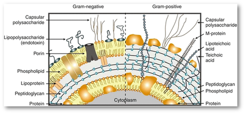 DIFERENCIAS GRAM (+) Y (-)