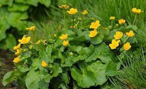 Dotterbloem