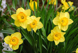 Narcis