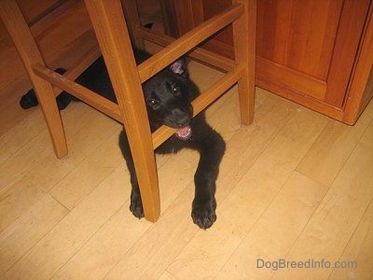 the dog is under the chair