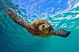 TURTLE