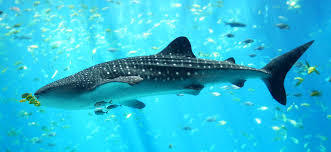 SHARK