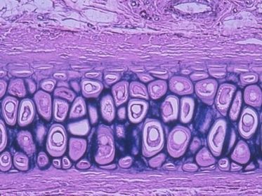 Elastic Cartilage
