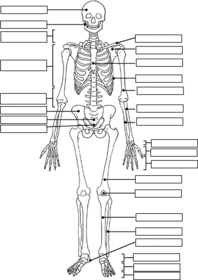 Label the bone structures of the chest and hip