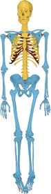 Name the blue division and what bones are grouped into it.