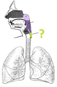 oesophagus