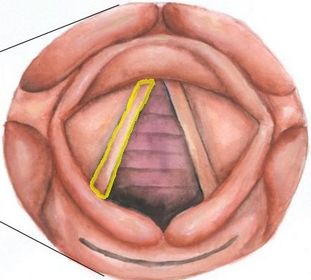 vocal fold