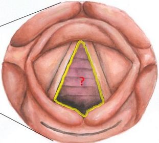 epiglottis