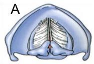 Complete closure of the glottis, shown above, happens when you 1) Speak 2) Cough 3) Breathe 4) Whisper