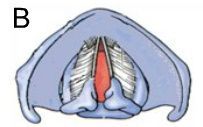The partial separation of the vocal cords and arytenoid cartilages, shown above, happens when you 1) Speak 2) Cough 3) Breathe 4) Whisper