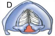 Movement of the vocal cords towards the midline, and abduction/separation of the arytenoid cartilages, shown above, happens when you 1) S...